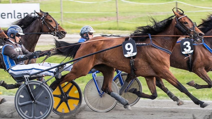 Firstneverfollows var den flittigste poengplukkeren i Vinterserien Forus/Sørlandet. Foto: hesteguiden.com
