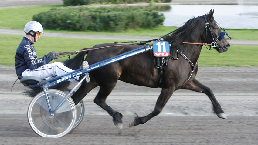 Tangen Tina er en av hoppene som er utnevnt til DNTs eliteavlshoppe i 2021. Foto: Hesteguiden.com